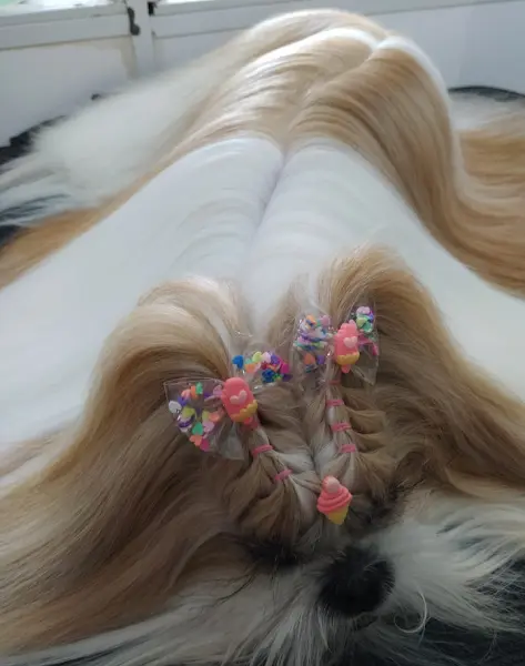 Pet Mel Centro Estético Animal - Anunciante do Grude.digital