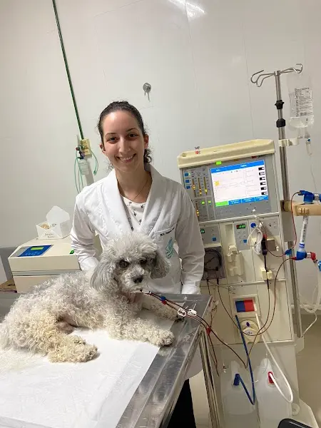 Hospital Veterinario Antônio Clemenceau S C - Anunciante do Grude.digital