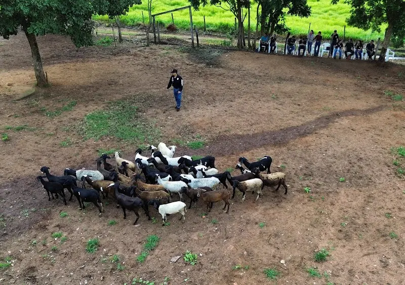 Santana Adestramento - Anunciante do Grude.digital