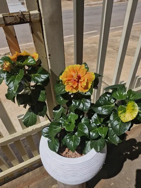 Floricultura Essencia das Rosas - Anunciante do Grude.digital