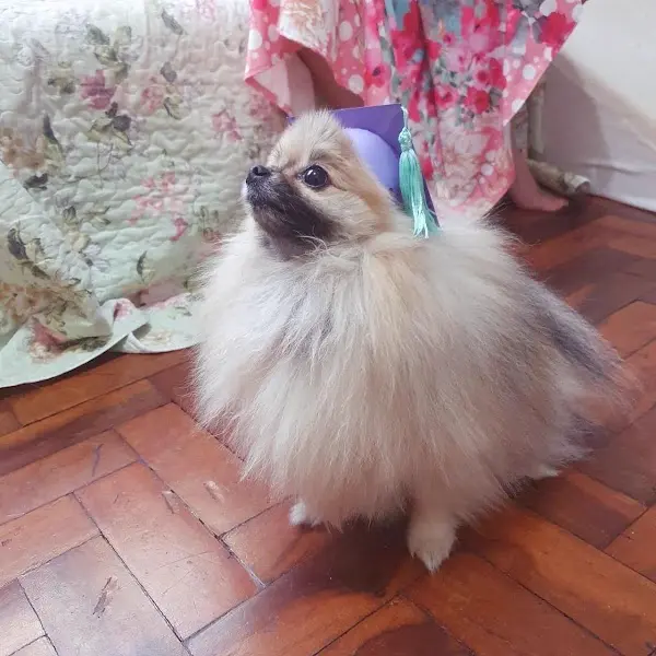 Meg Vem adestramento positivo e comportamento animal - Anunciante do Grude.digital