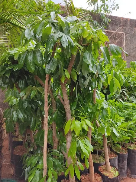 Imperial Plantas & Jardinagem - Anunciante do Grude.digital