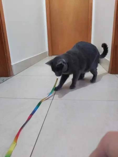 Cat sitter - Anunciante do Grude.digital