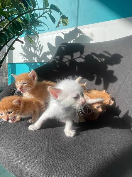 Hospital Veterinário São Francisco de Assis - Anunciante do Grude.digital